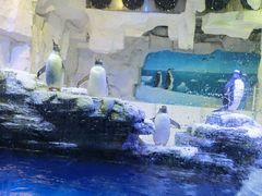 -华夏文旅海洋公园