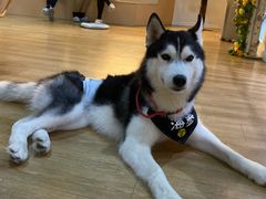 -Husky Go! 哈士奇体验馆·宠物咖啡厅狗咖