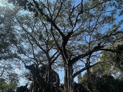 -瑞丽独树成林风景区