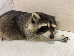 -浣熊柯尔鸭土拨鼠·电玩咖
