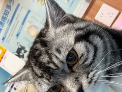 -宠福鑫动物医院(城北分院)