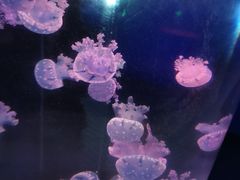 -青岛海底世界-水族馆