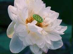 -荷塘月色湿地公园·向阳花洲