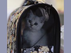 -lincat·猫舍(广州店)