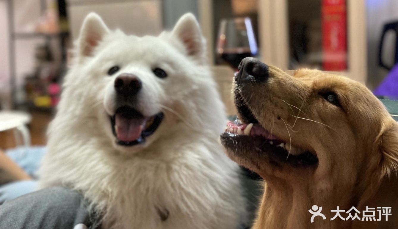 2020最后一天写给汪星人