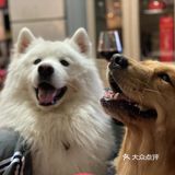 2020最后一天写给汪星人