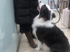 -宠福鑫康馨动物医院·骨科·眼科
