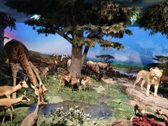 -国家自然博物馆