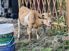 -马陆小张葡萄园农家乐