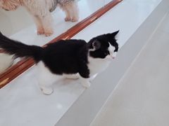 -共舞时光猫咖·狗咖(新街口店)