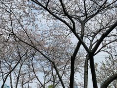 -西北湖绿化广场