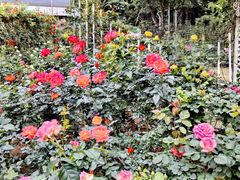 -人民公园(罗湖区)