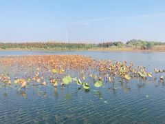 -溱湖国家湿地公园