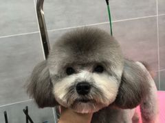 -宠福鑫康馨动物医院·骨科·眼科