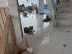-Catmate·猫肥家润(金润铂宫店)