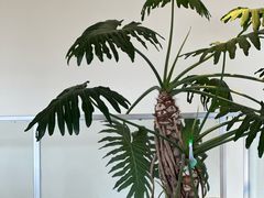 -小意思咖啡店(草桥店)