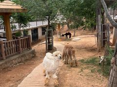 -石家庄市动物园