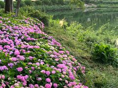 -金银湖国家城市湿地公园