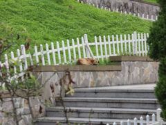 -四川省成都市彭州市白鹿镇
