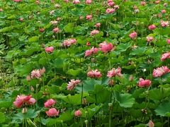 -沐仙湖湿地公园