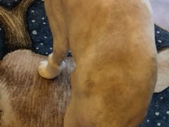 -伟伟宠物医院·CT影像中心·瑞派犬猫综合性门诊(汉口总院)
