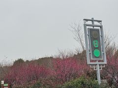 -香雪海