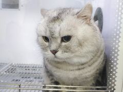 -帕帕拉兹宠物(亚洲旗舰店)