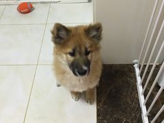 -爱宠屋pet shop·宠物洗澡·宠物美容