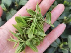 -龙坞茶村
