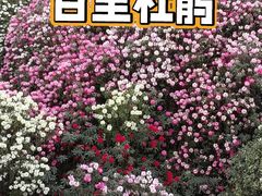 -贵州百里杜鹃风景名胜区