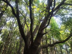 -同里国家湿地公园