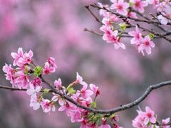 -中国科学院华南植物园