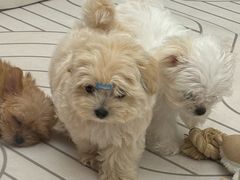 -帕帕拉兹宠物(亚洲旗舰店)