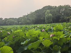 -金鸡湖桃花岛