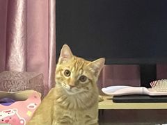 -pd派德宠物中心医院24H急重症·眼科中心·血液透析中心(嵩山北路店)