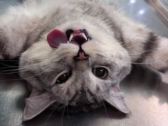 -动物缘宠物医院·骨科·猫科(西二环店)