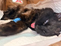 -纳吉亚猫专科动物医院·北北分院