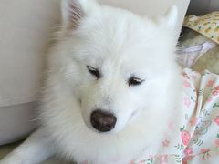 -怪兽屋·羊驼·猫咖·狗咖(俊华广场店)