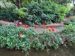 -广州长隆飞鸟乐园