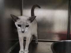 -萌兽医馆·眼科·异宠专科(三里屯店)
