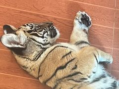 -杭州野生动物世界