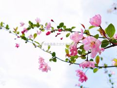 -顾村公园