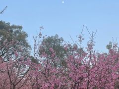-南山植物园