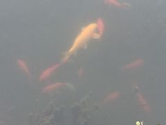 -西湖外事游船(花港观鱼码头)