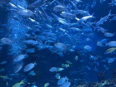 -海合安成都极地海洋公园