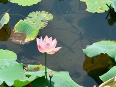 -荔湾湖公园