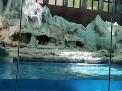 -帝企鹅自助餐厅•儿童岛•真企鹅(长隆企鹅酒店)