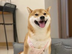 -萌宠之家·腊肠犬·马尔泰·小体犬舍