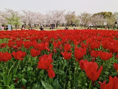 -顾村公园