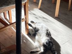 -海边的猫和咖啡馆